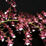 Oncidium Sharry Baby Oncidium Sharry Baby